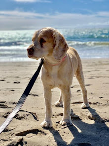 RIP - Gorgeous cocker spaniel Lily