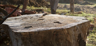 Frosty chopping log Frosty chopping log