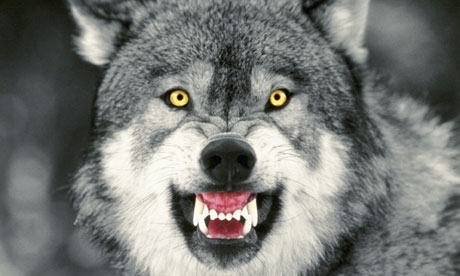 Pedigree Dogs Exposed - The Blog: Wolves and dogs and dogs and wolves