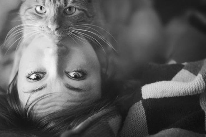 Фото 4 из Catmoji - социальная сеть для котов