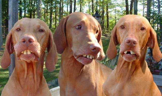 Funny Dogs with Teeth