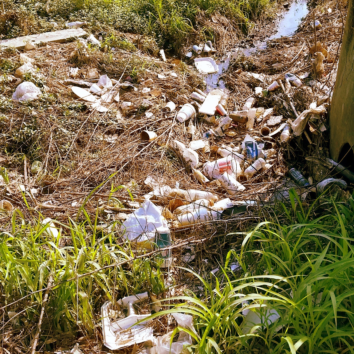 How Do We 'Fix' Our Litter Problem? Eco Cajun