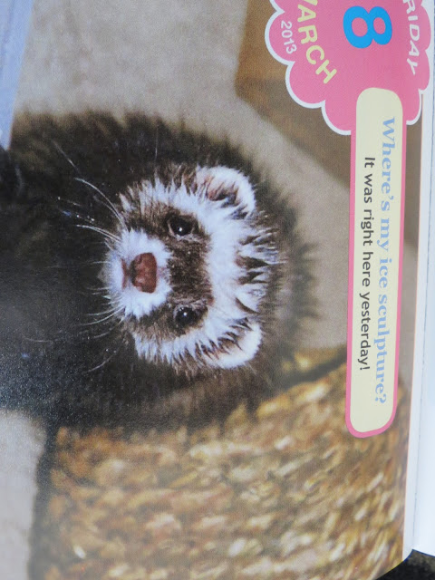 cute overload ferret