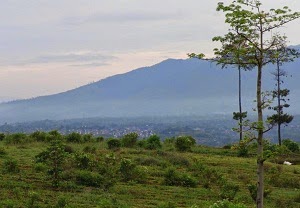 Kiara Payung Jatinangor Sumedang Kiara Payung Jatinangor Sumedang