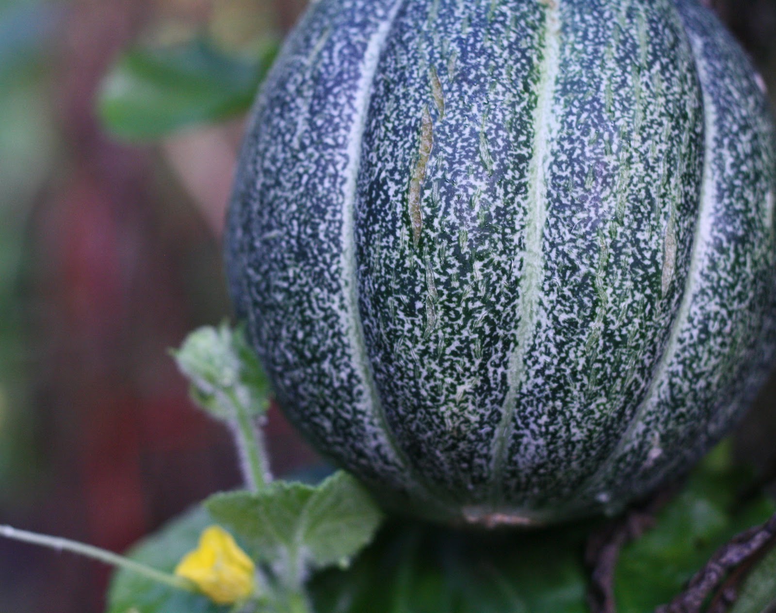 Diary of a Locavore September 2012