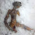 Νεκρός εξωγήινος στη Σιβηρία;