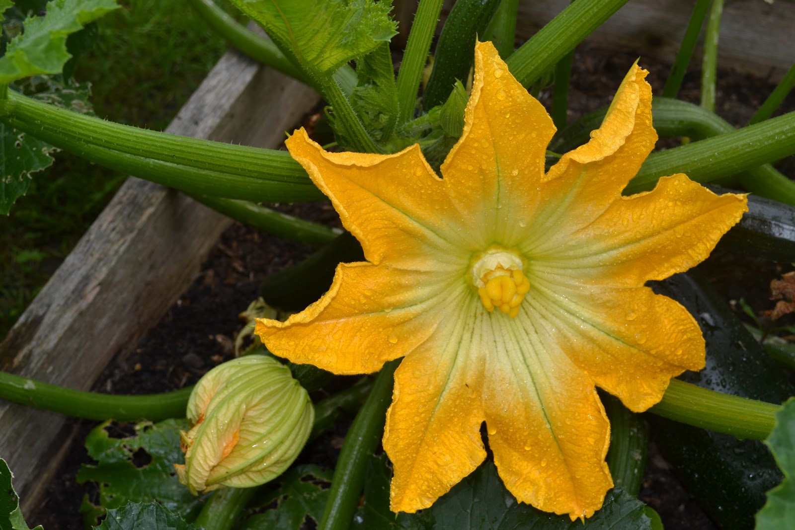 Courgette Flower Season Uk at Paul Virgil blog