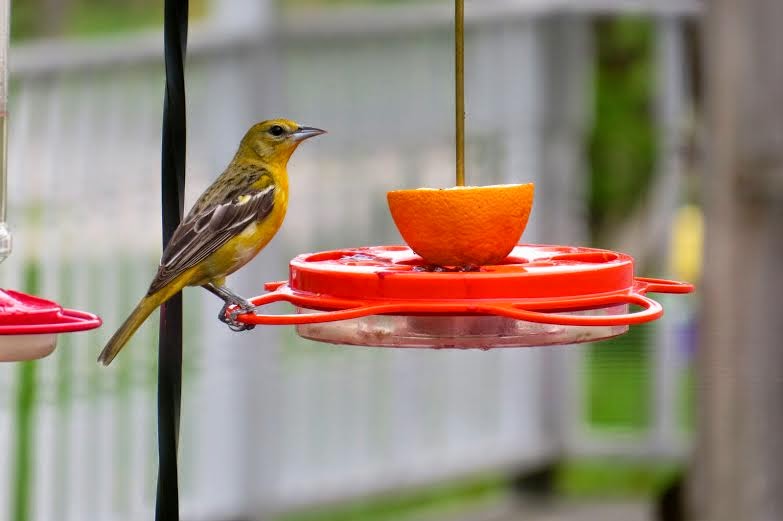 #FeedtheBirds 1: Photo Share: Male and Female Baltimore orioles