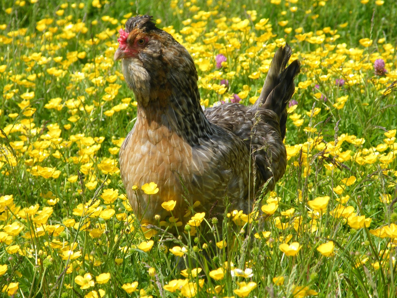 Flyte So Fancy Hens and Hot Weather Some Top Tips