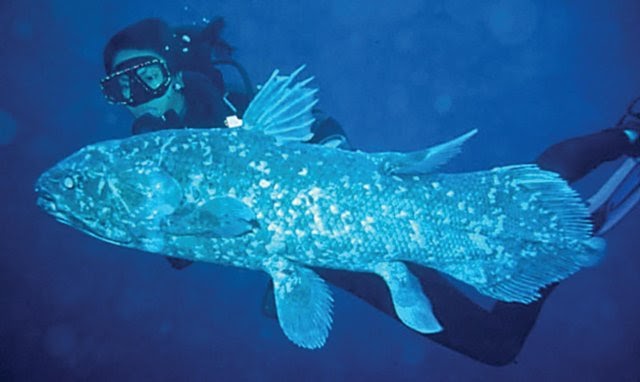 POTRET DUNIA: 11 Ikan Purba Yang Belum Punah