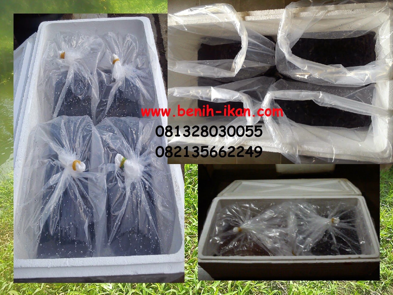 jual benih dan ikan sidat glass eels unagi moa jual benih dan ikan sidat glass eels unagi moa