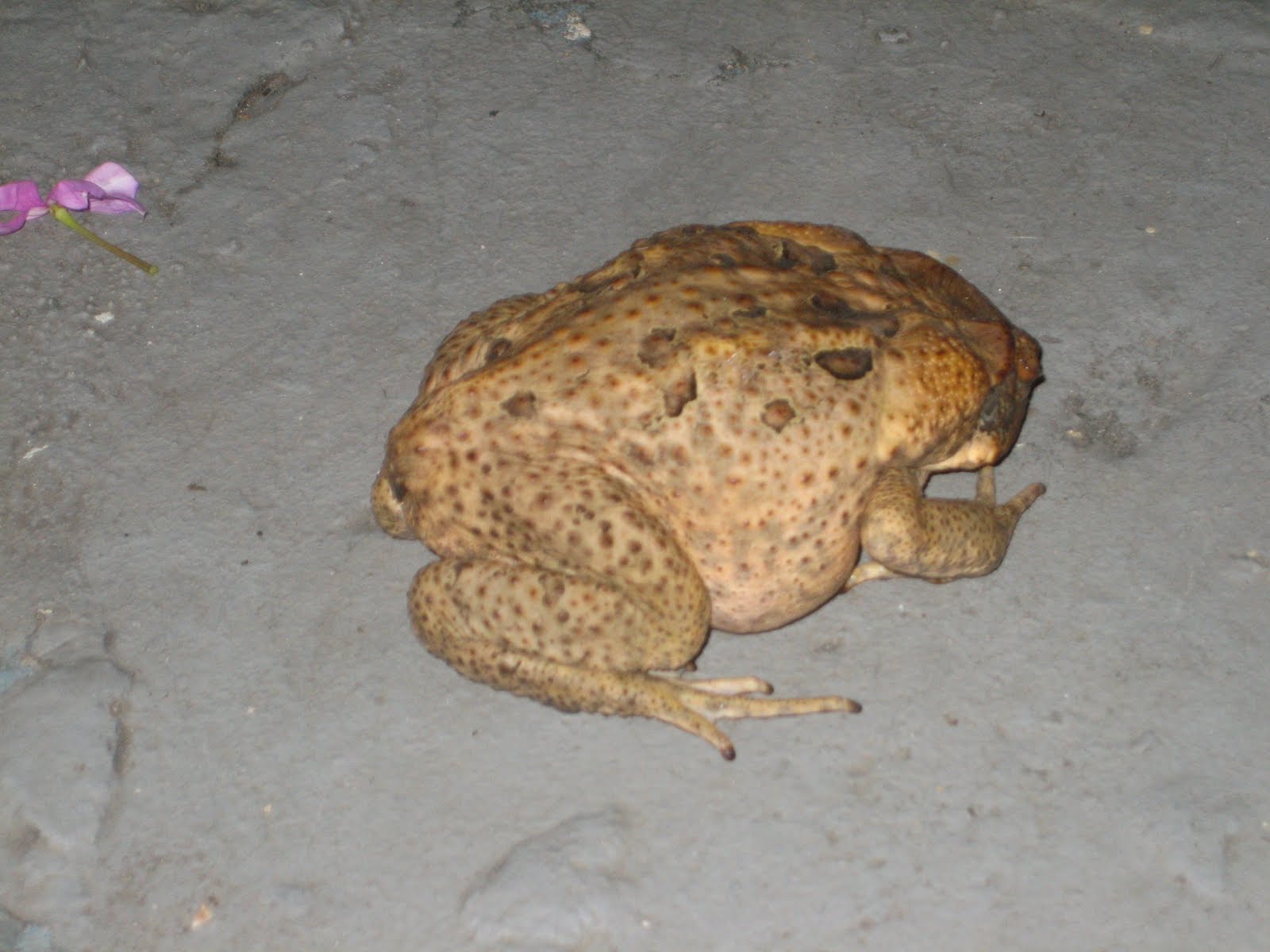 MONSTER FROG