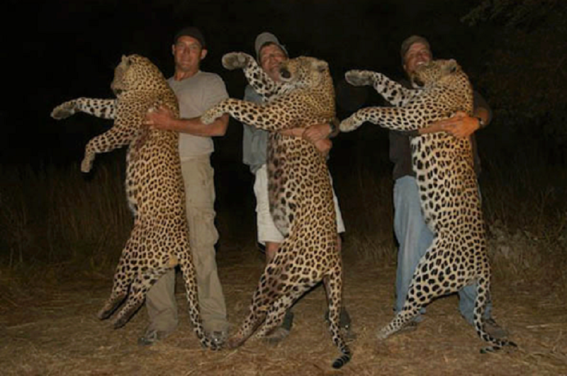 FELINOS DE LA SELVA felinos de la selva: