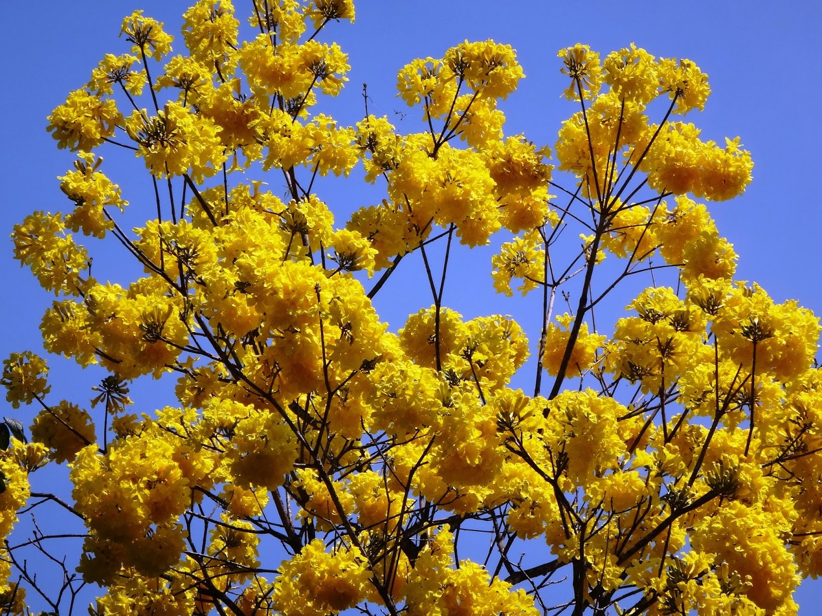 Uma flor por dia: Ipê-amarelo