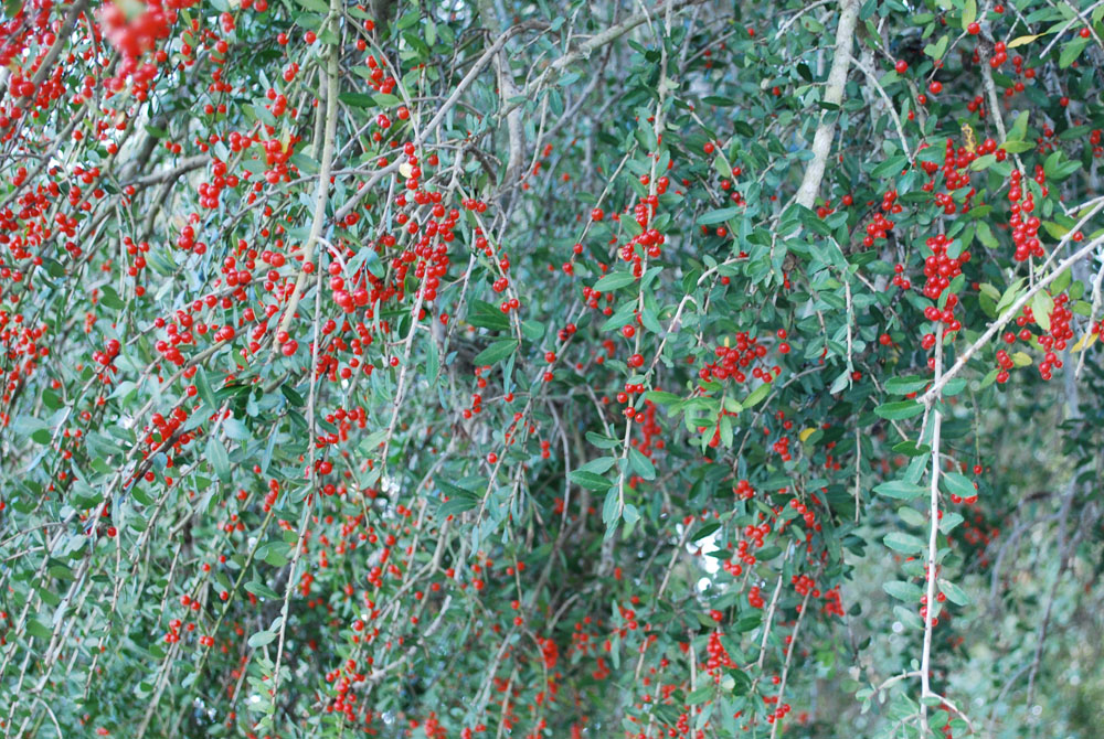 Weeping Yaupon Holly Beautiful Scenery Photography