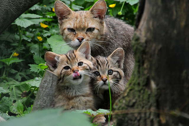 Cutest-Wild-Baby-Animals-CUTE+ANIMALS+PHOTOS+BABY+ANIMALS+BEAUTIFUL+ANIMALS+BEAUTIFUL+CATS+BEAUTIFUL+DOGS+ENJOY+FREEDOM+NATURE+suresh+koyal+picsvan.bl+(23).jpg