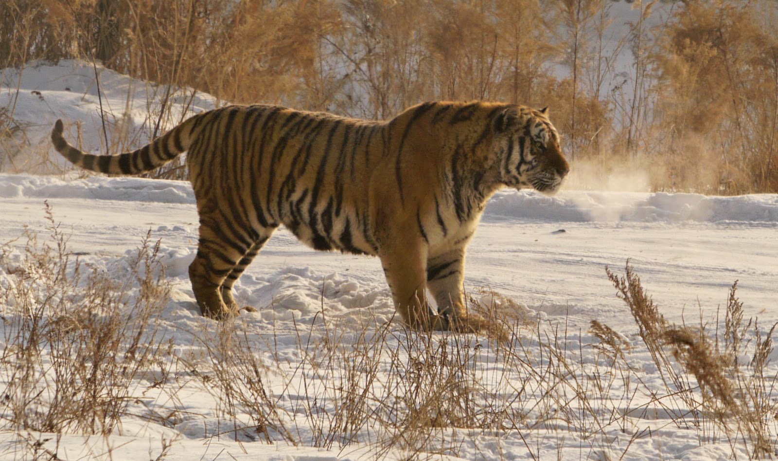 The body size and weight of the Ngandong tiger (Panthera tigris