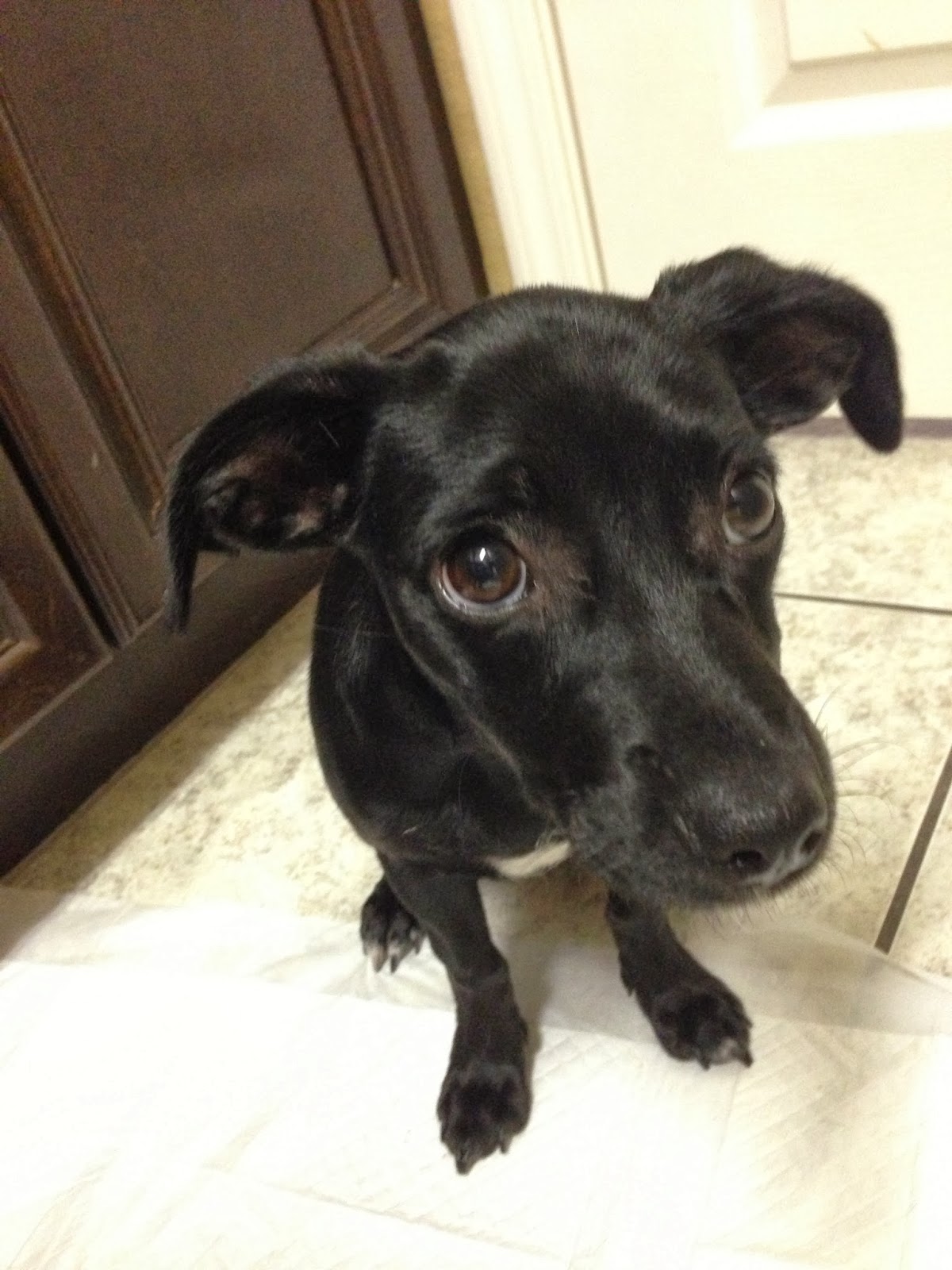 puppy sickness parvo doxador puppy is sick with parvo anze the doxiepin puppy sickness parvo doxador puppy is sick with parvo anze the doxiepin
