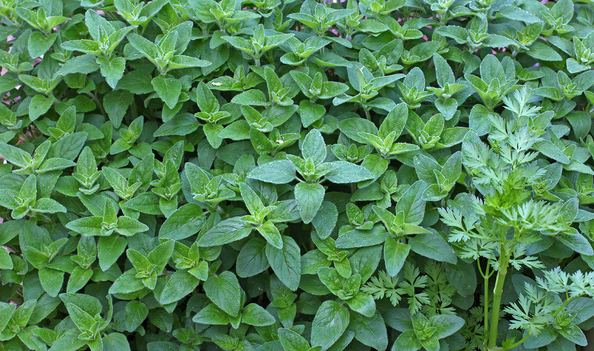 wcs Oregano