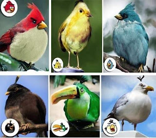 Gambar Nyata Karakter Angry Birds