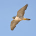 The fastest bird in the world is Peregrine falcon