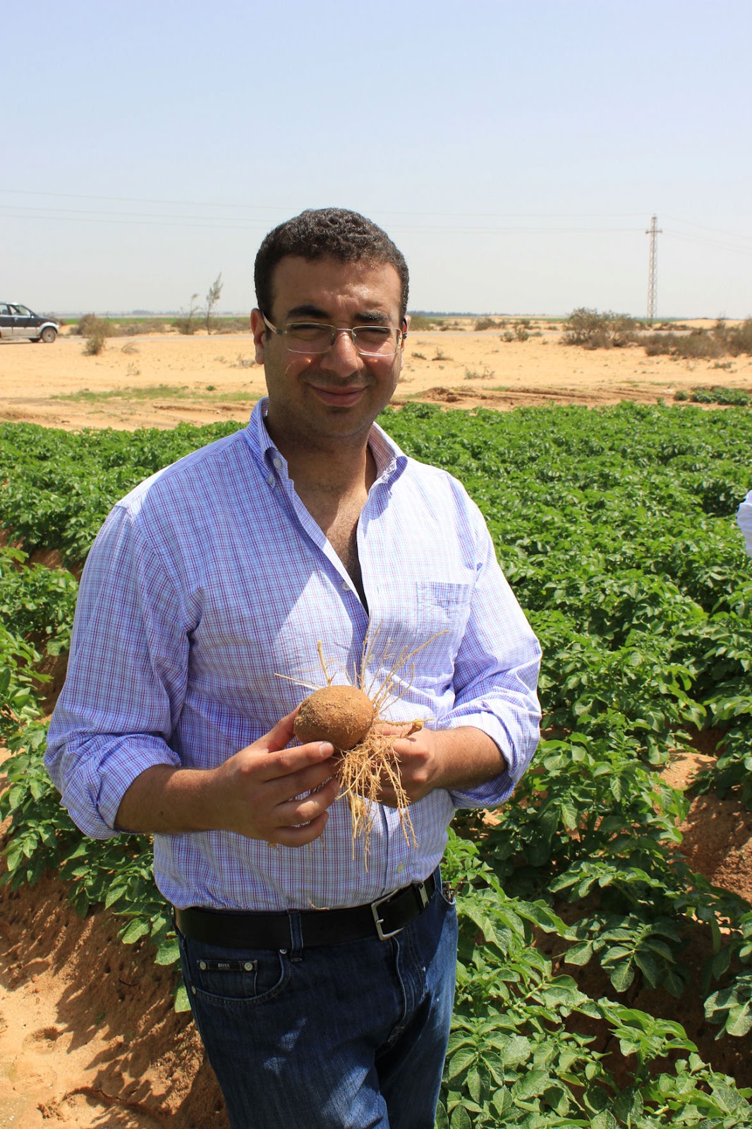 Crop Ideas Egyptian Potato Market