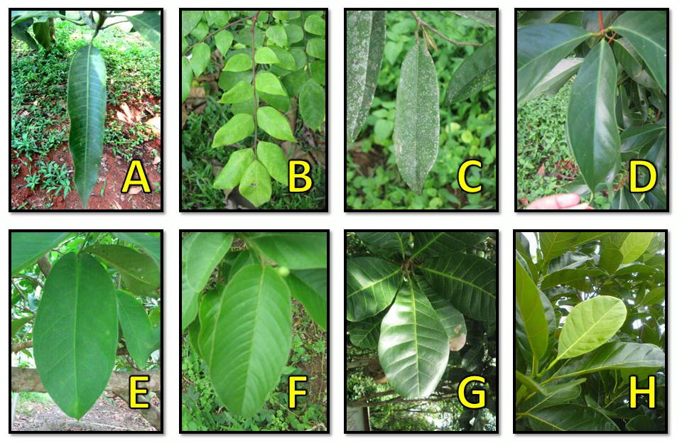 KLASIFIKASI TUMBUHAN BERBIJI Daun