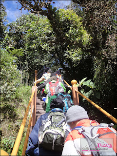 Mossy Forest - Gunung Irau Mossy Forest - Gunung Irau