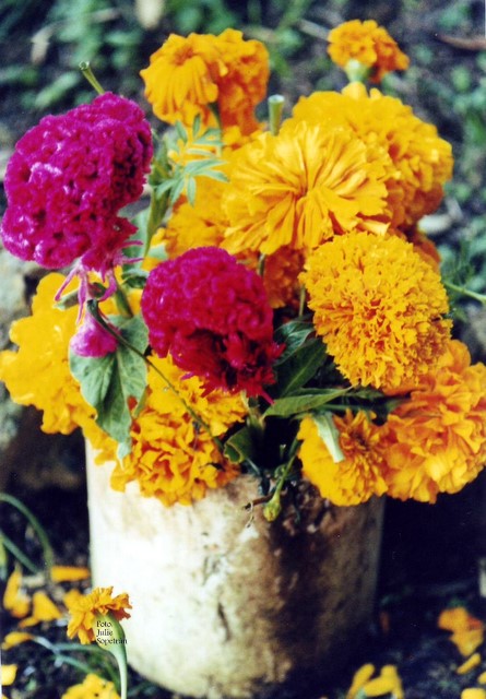 MAGIAS DE MÉXICO: LAS FLORES DE MÉXICO