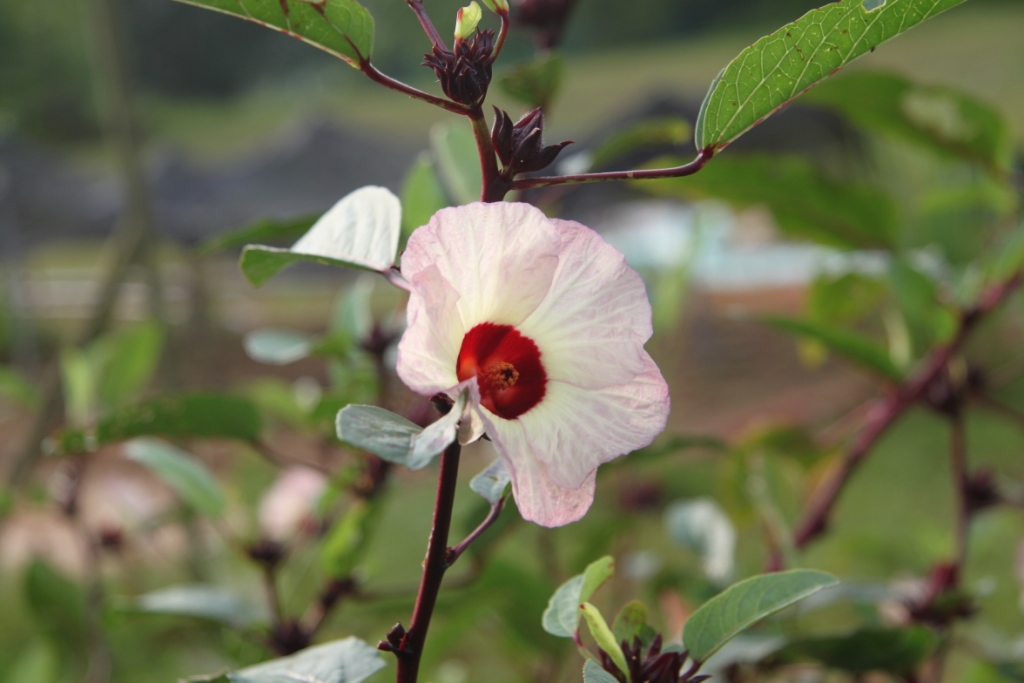 My little vegetable garden Roselle beyond juice and jam.