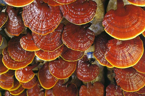 Ganoderma lucidum oneriyoruz.biz