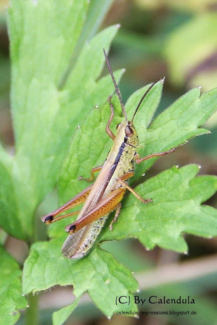 Lauchschrecke Heuschrecke grün schwarze Streifen