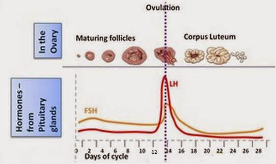 does high amh level equal to good ovarian status stork hormone levels cycle chart