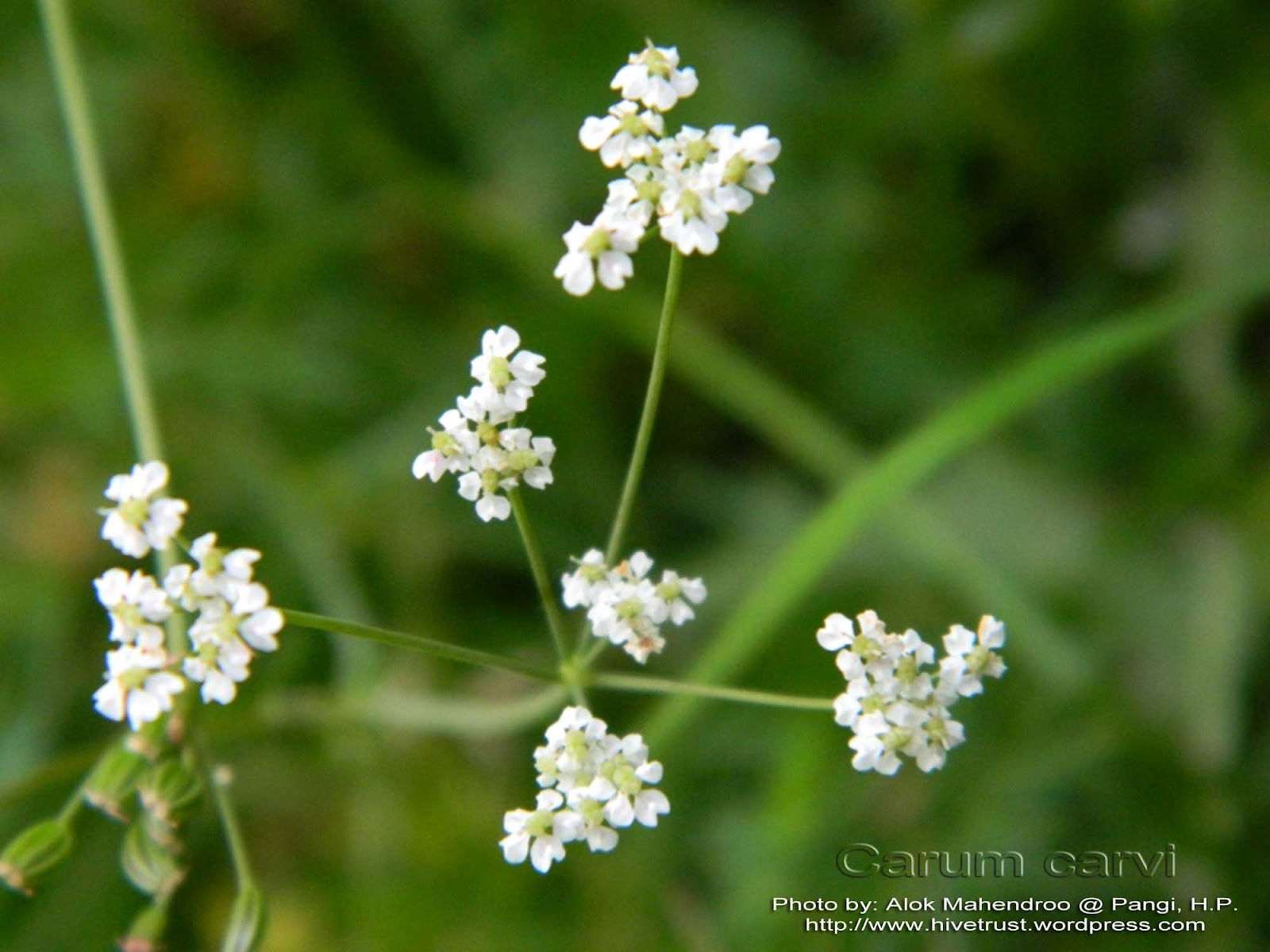 Medicinal Plants: Carum carvi