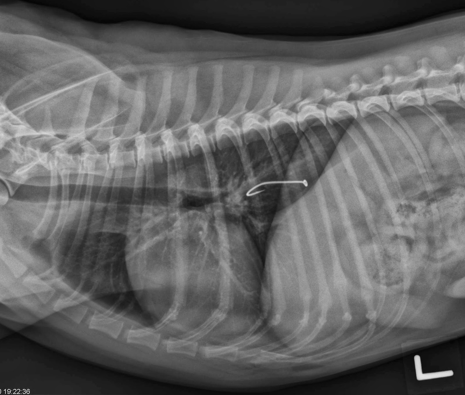 can cats eat fish bones