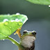 Frog Android Wallpapers HD thumbnail