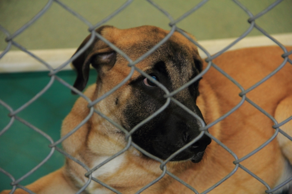 In and Around Northern Kentucky 2.0 Kenton County Animal Shelter Fair