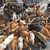 Pulau 'Kucing' di Jepun