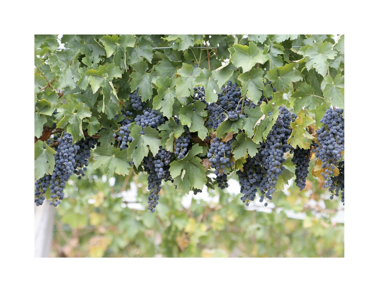 Arbor Plants Climbing
