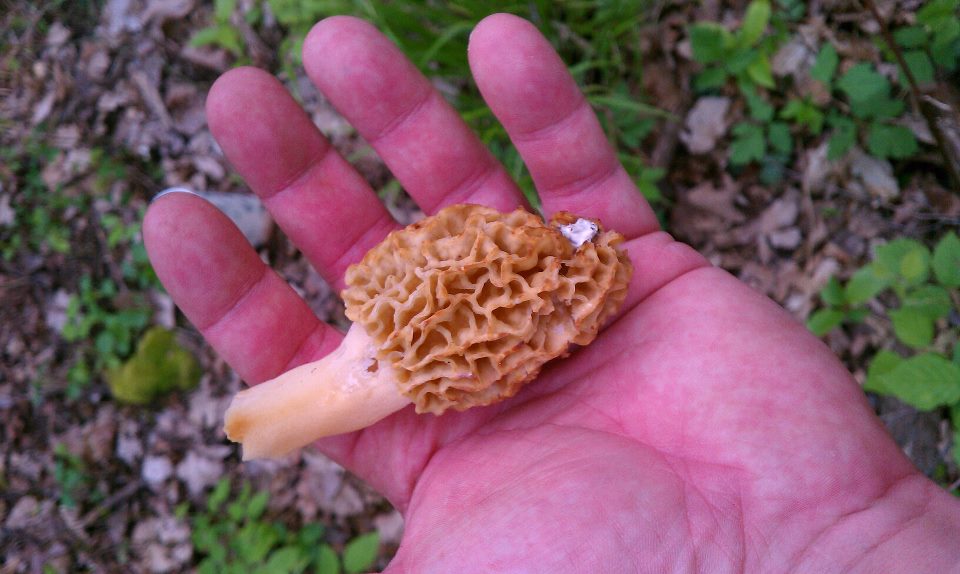 April's Country Life Morel Mushroom Cheesy Venison Burgers