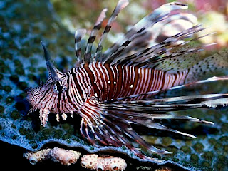 Ikan+Unik+dan+Tercantik+di+Dunia+-lion Ikan+Unik+dan+Tercantik+di+Dunia+-lion