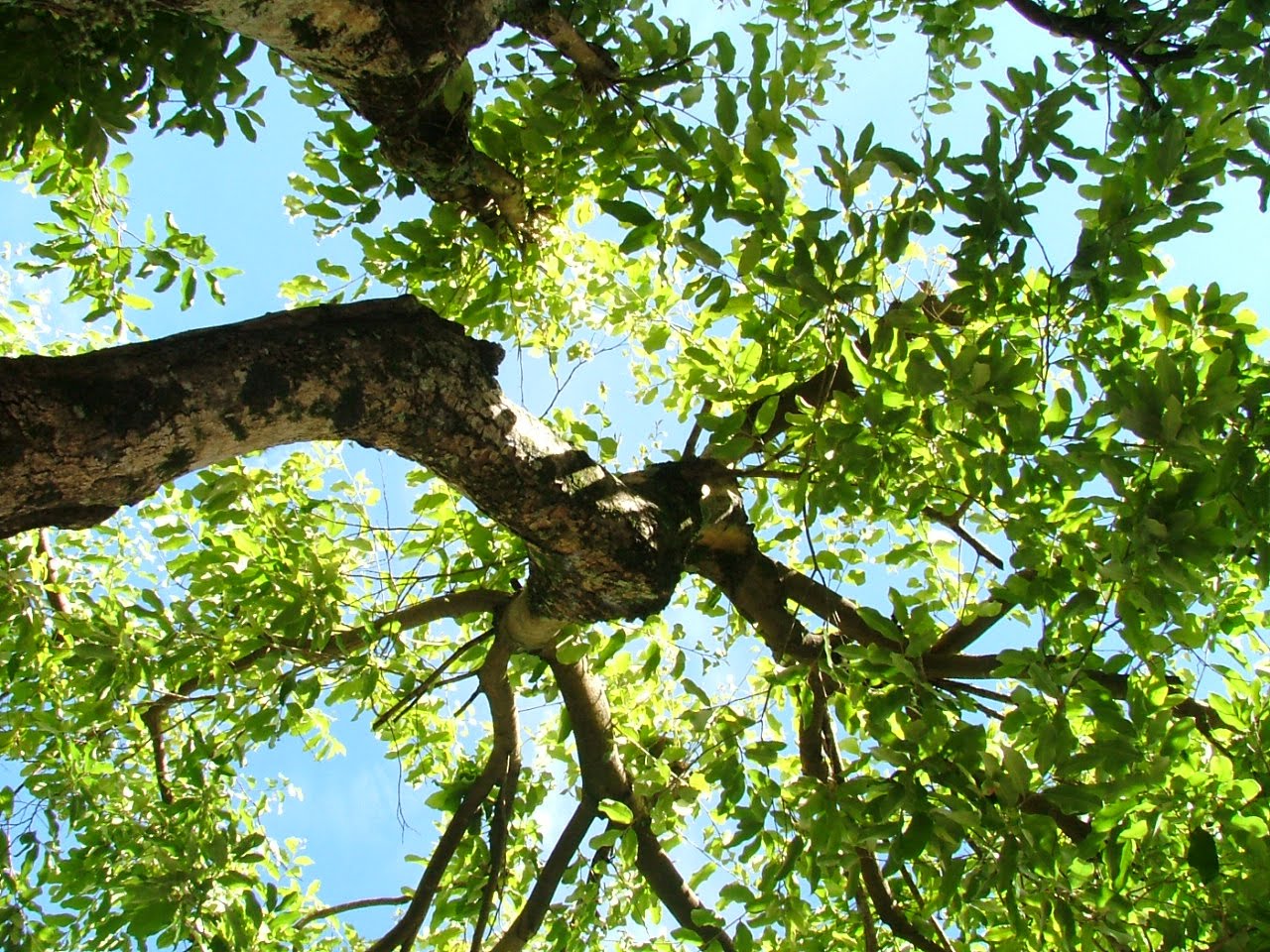 climate change could cause fish to shrink in size study air quality by allerair may 2013 climate change could cause fish to shrink in size study air quality by allerair may 2013