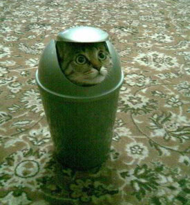 cat_in_garbage_can.jpg