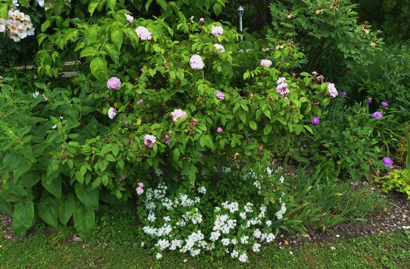 Pots And Polytunnels How To Choose A Hydrangea