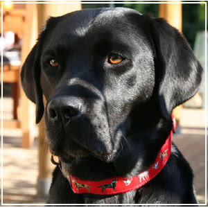 Labrador Retriever Dog Pictures