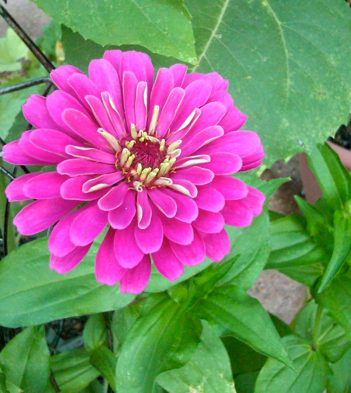 hello there! house Garden Seeds // Spotlight Zinnias
