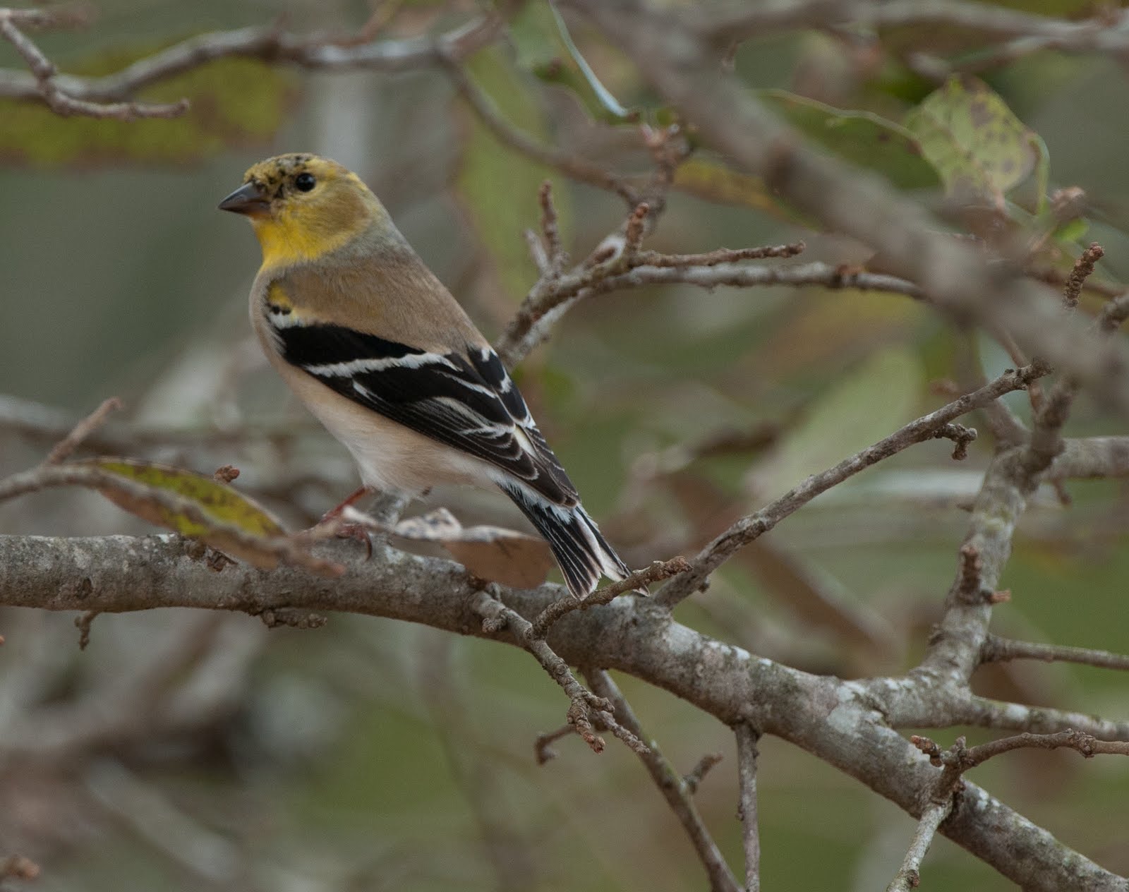Birds of Different Feathers More Birds of Central Texas