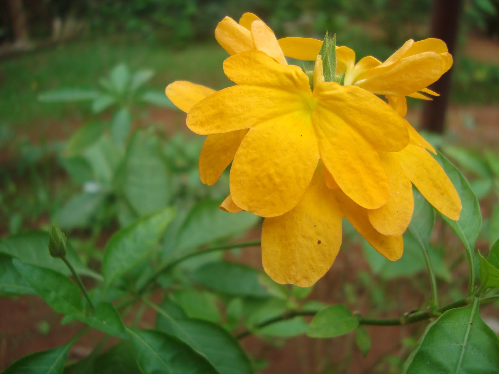 NATURAL PHOTOS AND WALLPAPERS: VARIETY OF FLOWERS