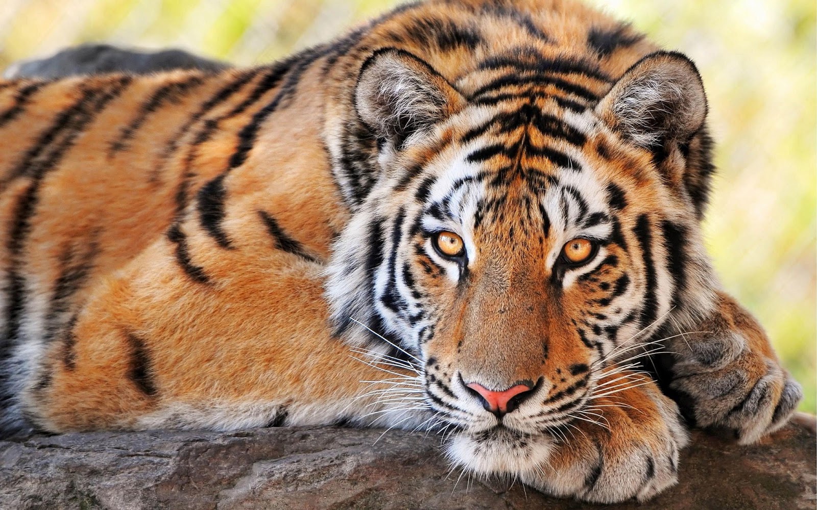The Tiger Fastest Animal In The World Animals Lover