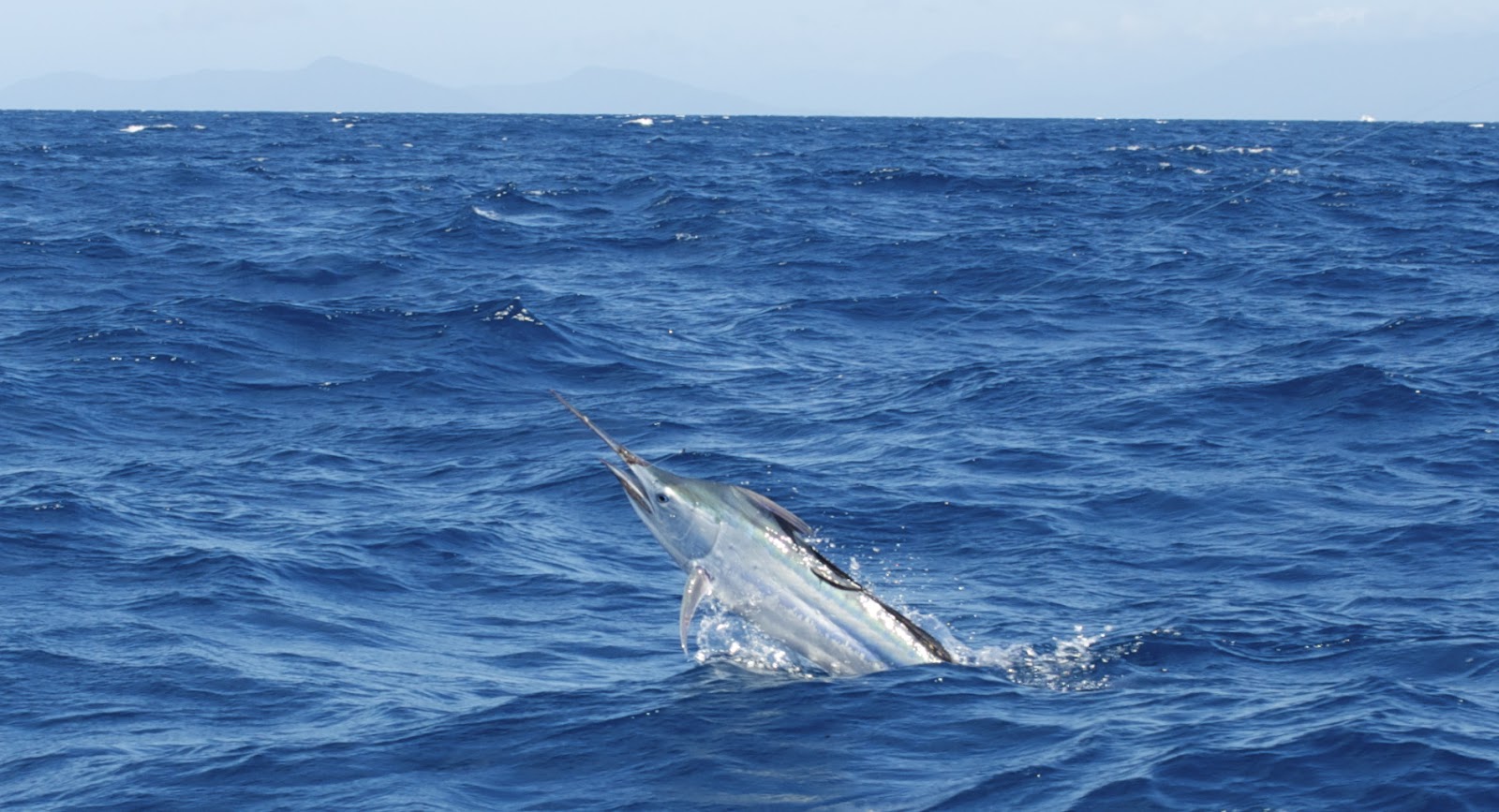 Plenty of juvenile black marlin... - Cairns Marlin Fishing | Black